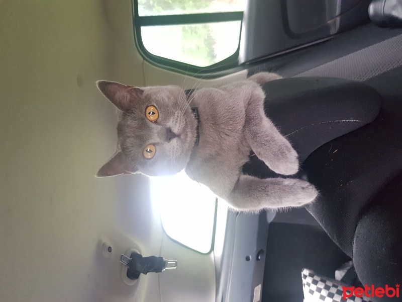 British Shorthair, Kedi  Müezza fotoğrafı