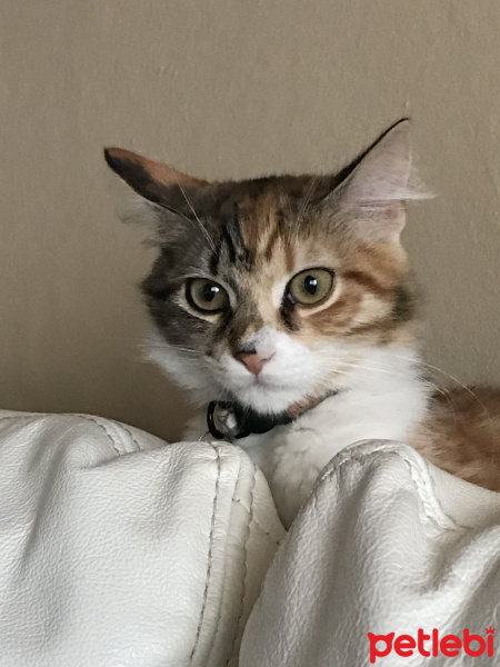Tekir Kedi, Kedi  Mia fotoğrafı