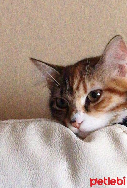 Tekir Kedi, Kedi  Mia fotoğrafı
