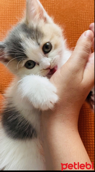 British Shorthair, Kedi  Kalbim fotoğrafı