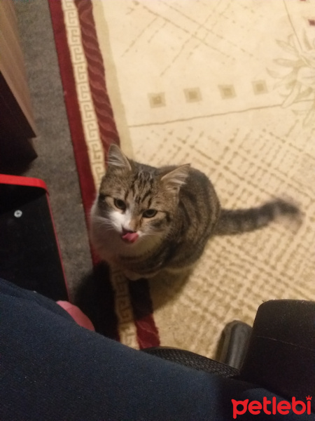 Tekir Kedi, Kedi  İLYAS fotoğrafı