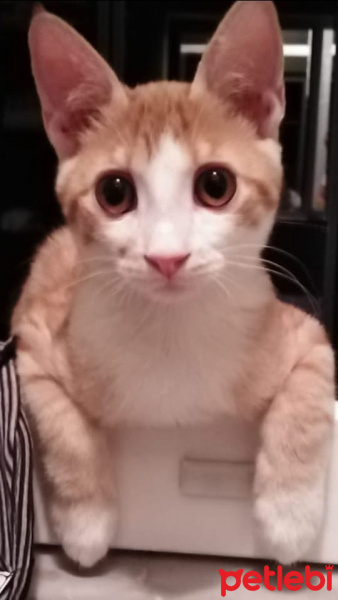 Sarman, Kedi  Ateş fotoğrafı