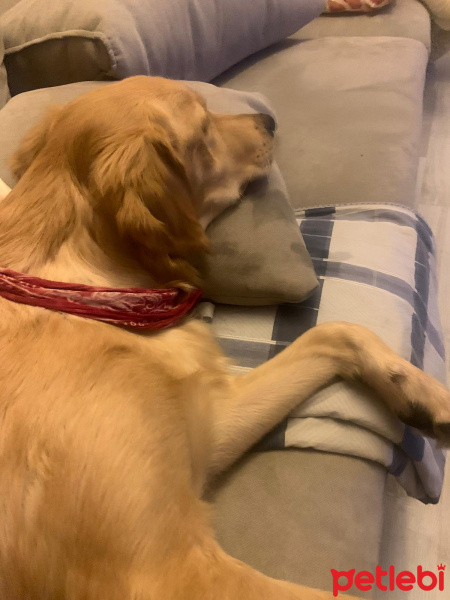 Golden Retriever, Köpek  marla fotoğrafı