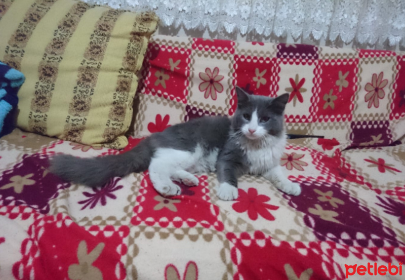 Maine Coon, Kedi  Müdür fotoğrafı