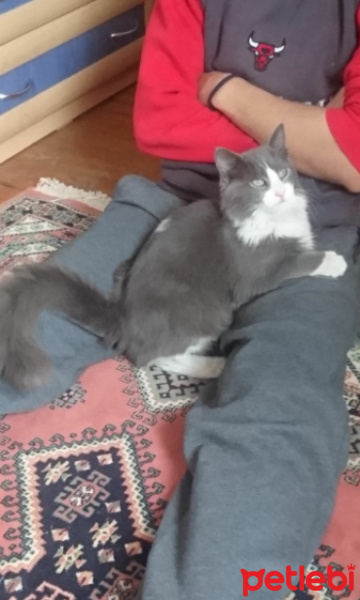 Maine Coon, Kedi  Müdür fotoğrafı