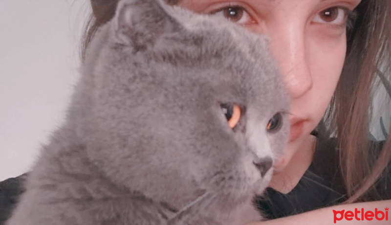 British Shorthair, Kedi  Bal fotoğrafı