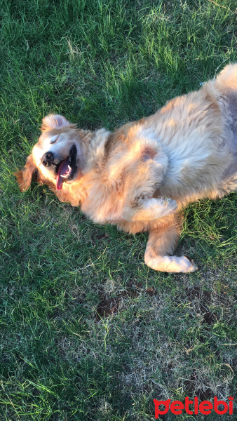 Golden Retriever, Köpek  zeus fotoğrafı