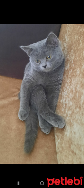 British Shorthair, Kedi  Kivi fotoğrafı