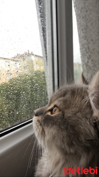 British Shorthair, Kedi  Mars fotoğrafı