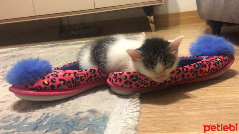 Tekir Kedi, Kedi  Clara fotoğrafı