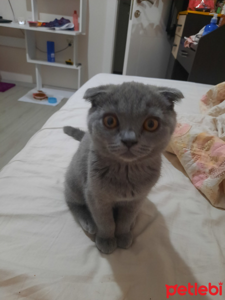 Scottish Fold, Kedi  Niko fotoğrafı