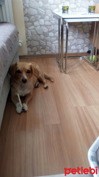 Russian Spaniel, Köpek  ŞİLA fotoğrafı