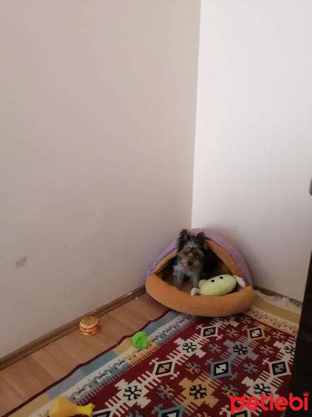 Yorkshire Terrier, Köpek  LOKİ fotoğrafı
