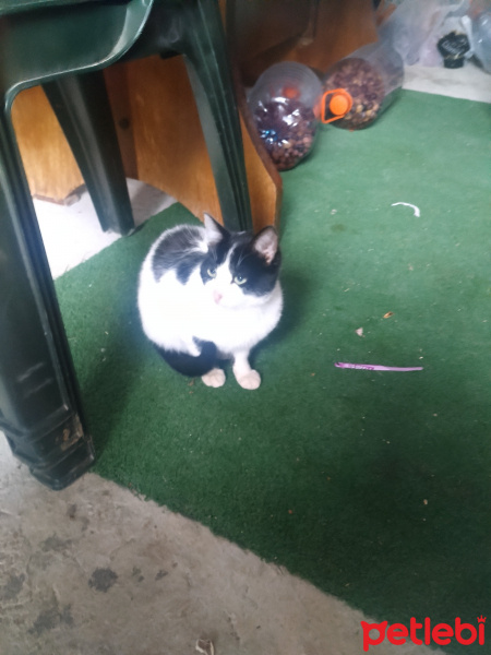 Tekir Kedi, Kedi  Beşik fotoğrafı