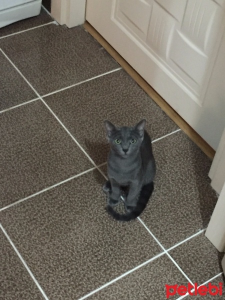 Mavi Rus, Kedi  Selfi fotoğrafı