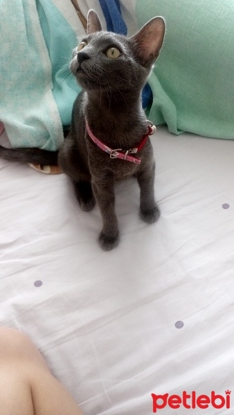 Mavi Rus, Kedi  Selfi fotoğrafı