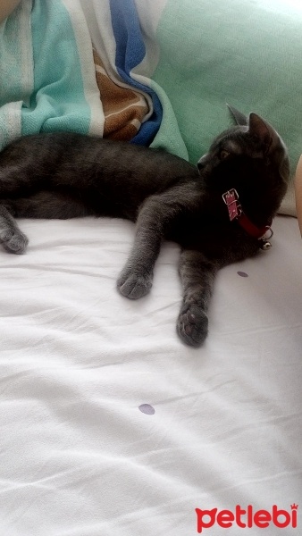 Mavi Rus, Kedi  Selfi fotoğrafı