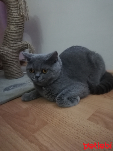 British Shorthair, Kedi  Maya fotoğrafı