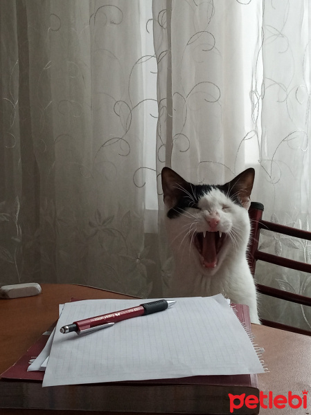 Tuxedo (Smokin) Kedi, Kedi  TOSİ fotoğrafı