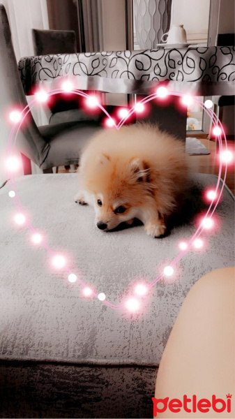Pomeranyalı, Köpek  LEO fotoğrafı