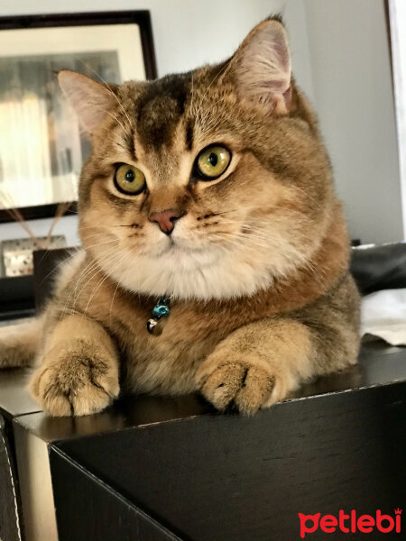 American Shorthair, Kedi  Venus fotoğrafı