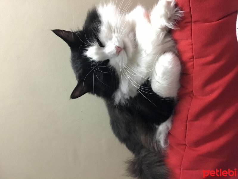 Tuxedo (Smokin) Kedi, Kedi  Aytek fotoğrafı