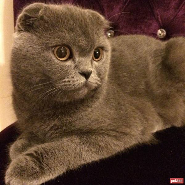 Scottish Fold, Kedi  anita fotoğrafı