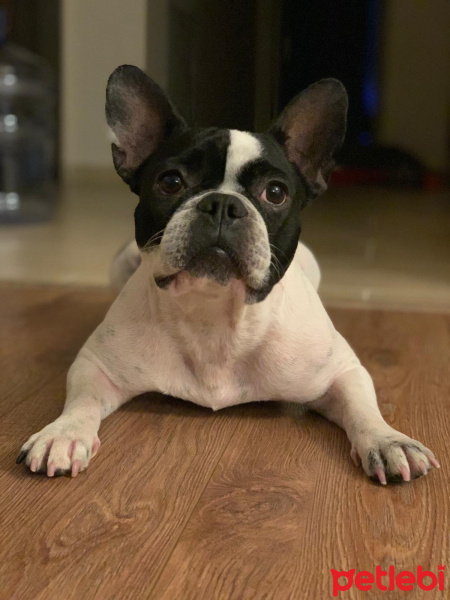 Fransız Bulldog, Köpek  DORA fotoğrafı