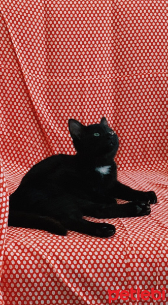 Tekir Kedi, Kedi  Bobi Luxor fotoğrafı