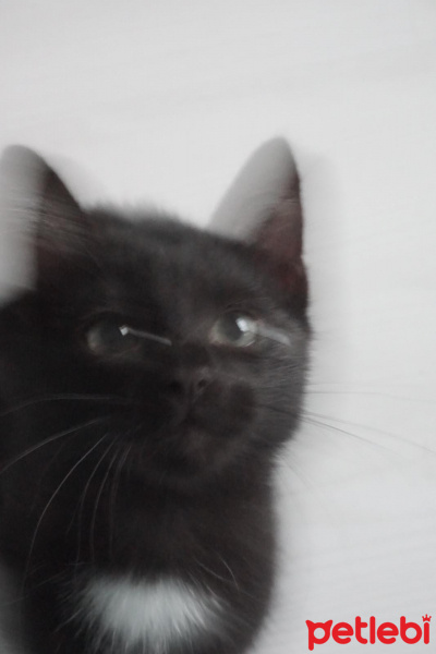 Tekir Kedi, Kedi  Bobi Luxor fotoğrafı