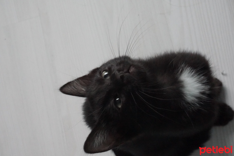 Tekir Kedi, Kedi  Bobi Luxor fotoğrafı