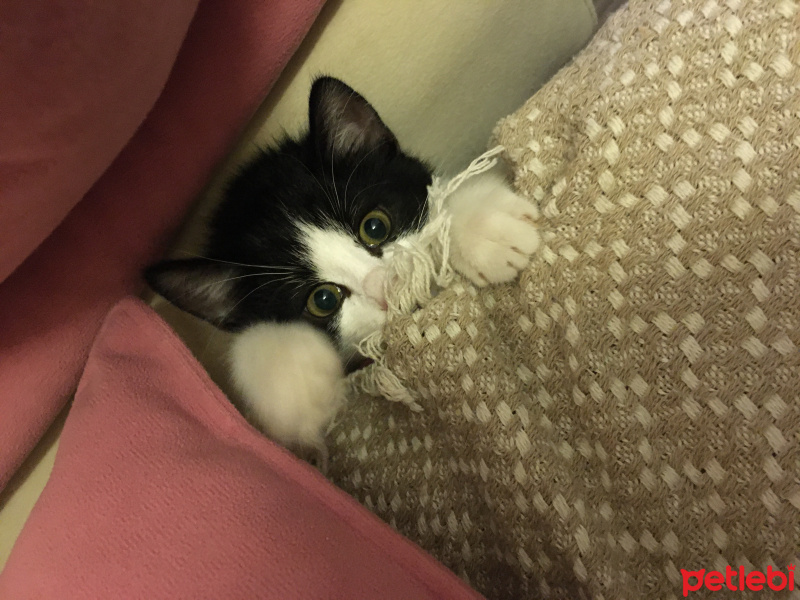 Tekir Kedi, Kedi  Çiko fotoğrafı