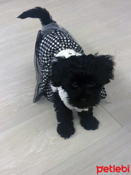 Poodle (Minyatür Kaniş), Köpek  bitter fotoğrafı