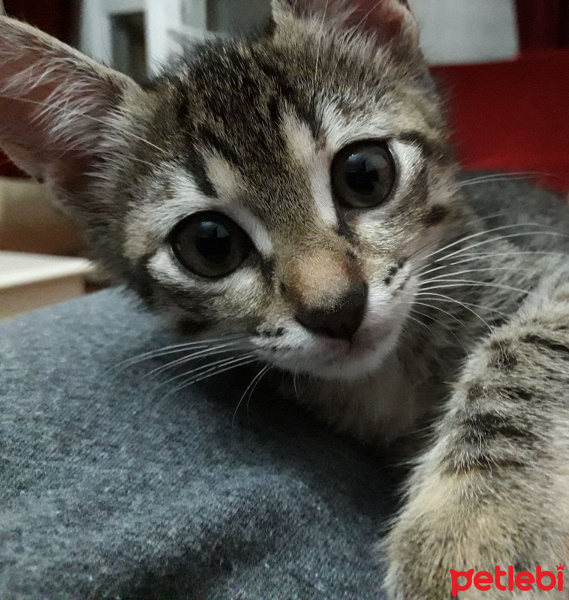 Tekir Kedi, Kedi  Badem fotoğrafı