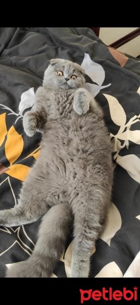 Scottish Fold, Kedi  Maya fotoğrafı