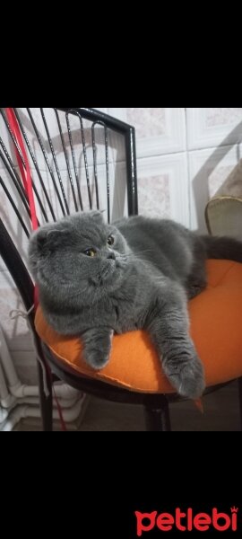 Scottish Fold, Kedi  Maya fotoğrafı