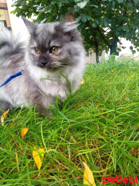 Chinchilla, Kedi  Mia fotoğrafı