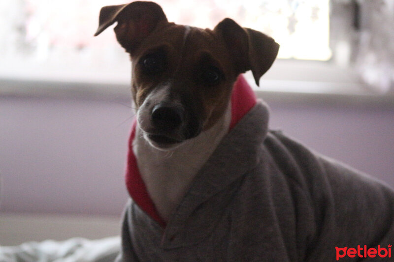 Jack Russell Terrier, Köpek  Alice fotoğrafı