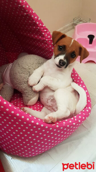 Jack Russell Terrier, Köpek  Alice fotoğrafı