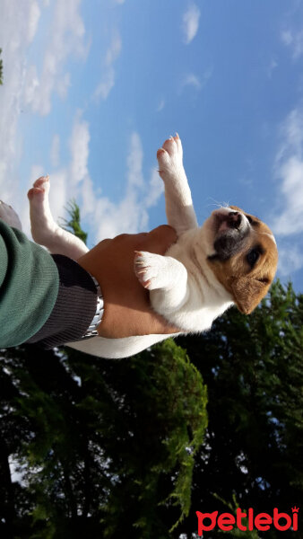 Jack Russell Terrier, Köpek  Alice fotoğrafı