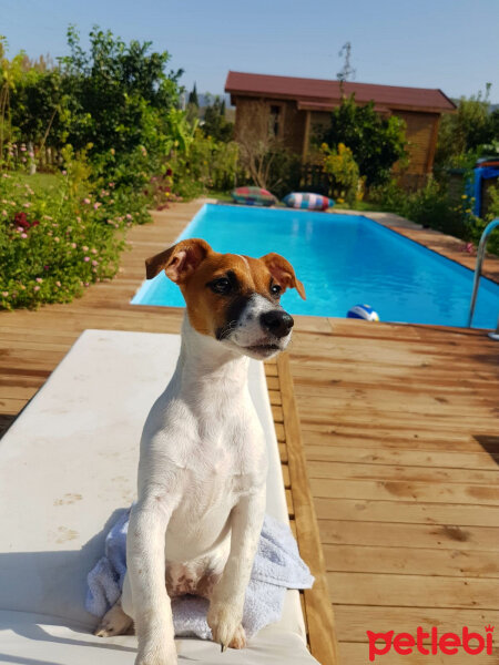 Jack Russell Terrier, Köpek  Alice fotoğrafı