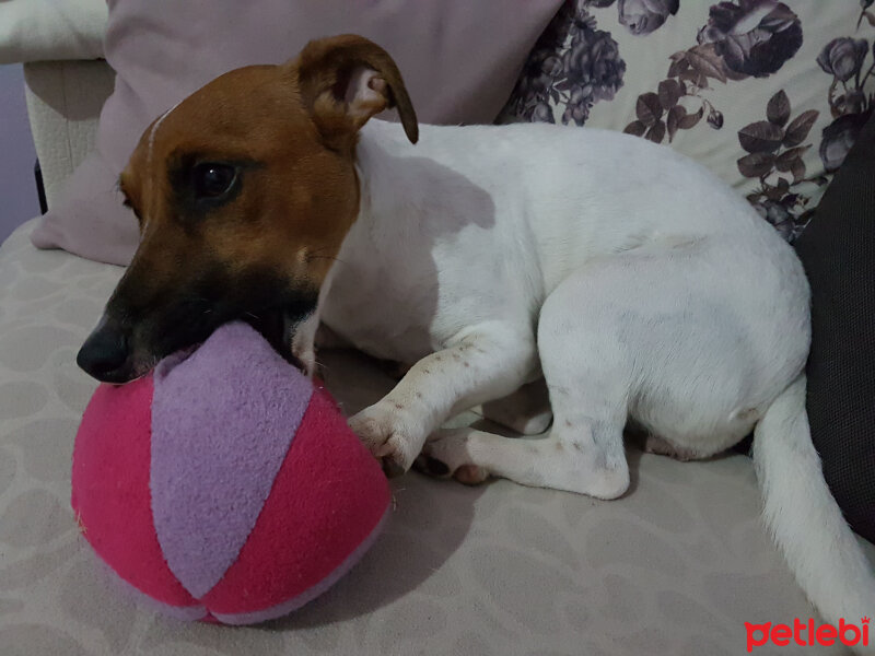 Jack Russell Terrier, Köpek  Alice fotoğrafı