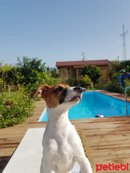 Jack Russell Terrier, Köpek  Alice fotoğrafı