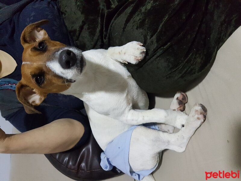 Jack Russell Terrier, Köpek  Alice fotoğrafı