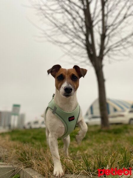 Jack Russell Terrier, Köpek  Alice fotoğrafı