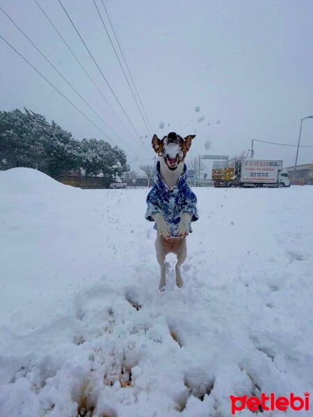 Jack Russell Terrier, Köpek  Alice fotoğrafı