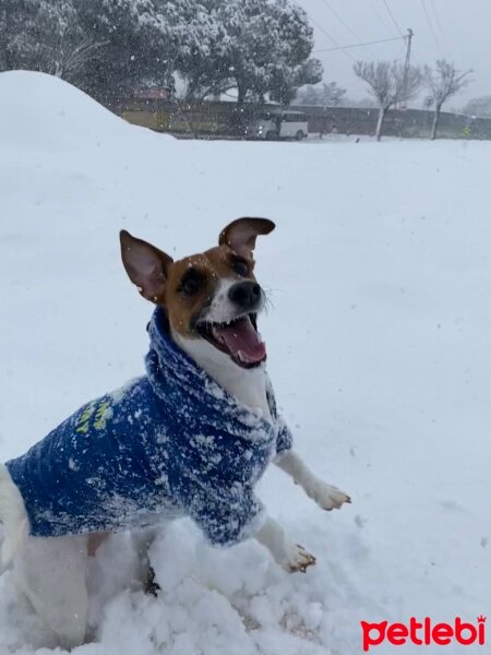 Jack Russell Terrier, Köpek  Alice fotoğrafı