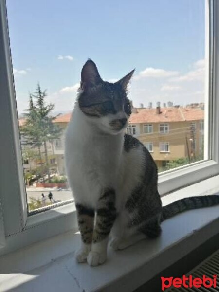 Tekir Kedi, Kedi  Murphy fotoğrafı