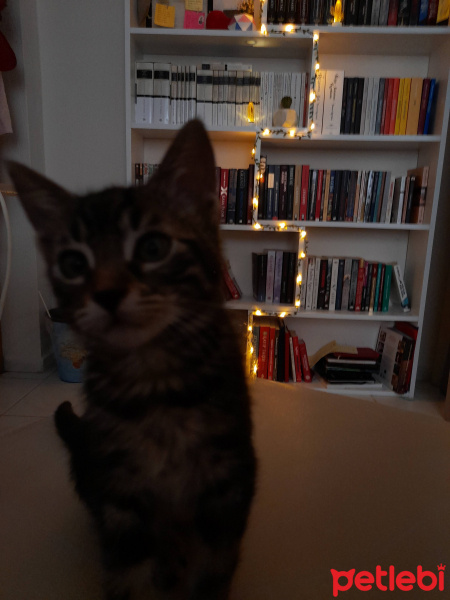 Tekir Kedi, Kedi  Luci fotoğrafı