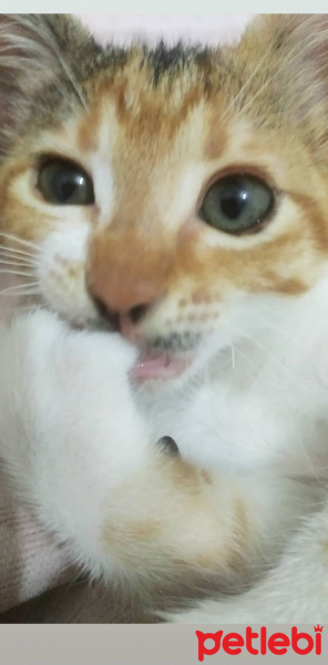 Tekir Kedi, Kedi  Miya fotoğrafı